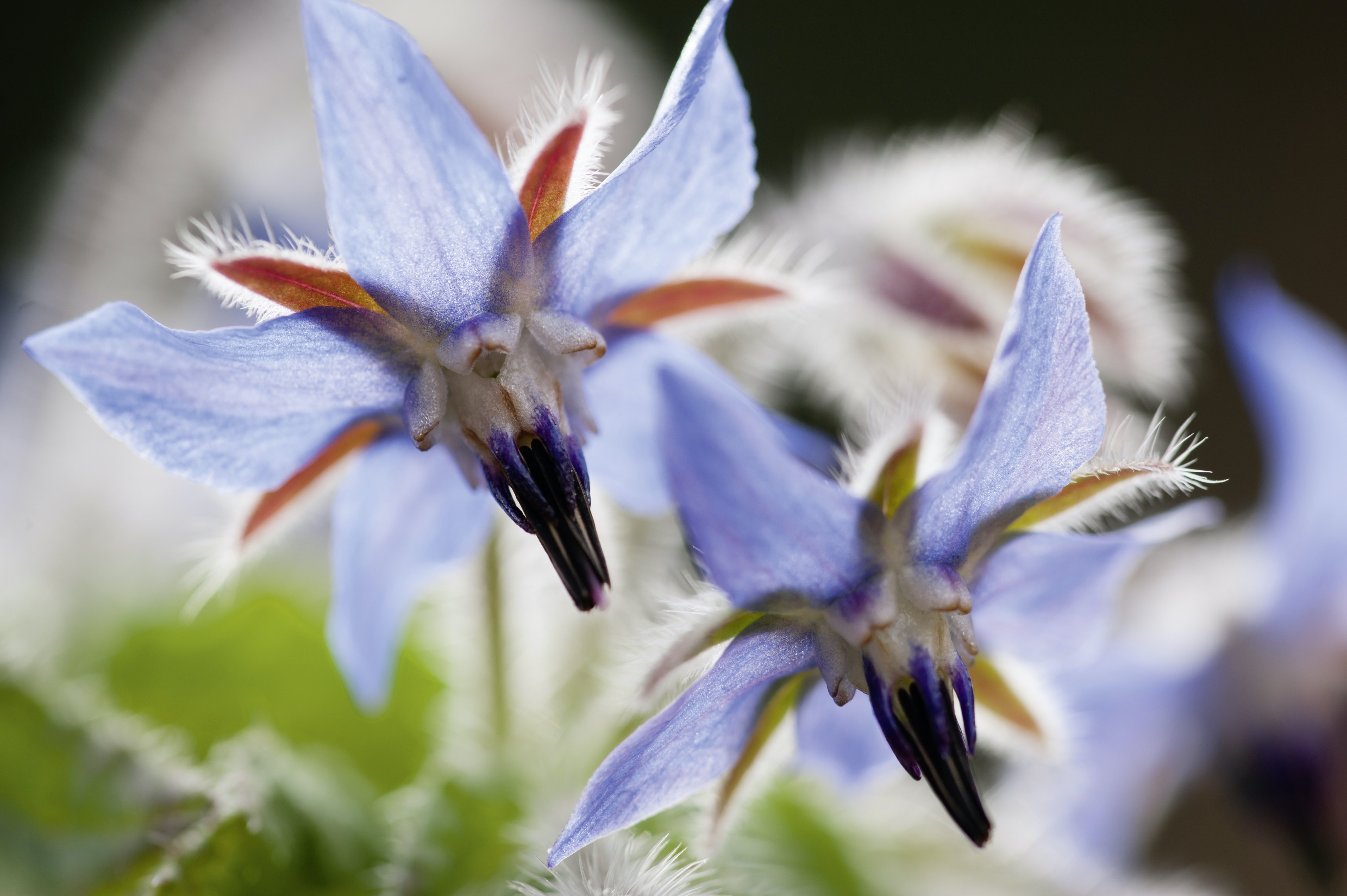 Plante médicinale : la bourrache, petite fleur bleue qui rend heureux